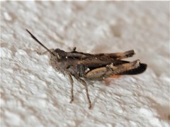 Omocestus raymondi