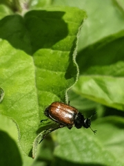 Phyllopertha horticola