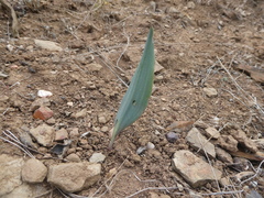 Eriospermum lanceifolium
