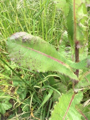 Sonchus oleraceus