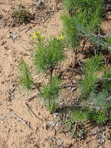 Euryops brevipapposus, photograph 6