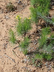 Euryops brevipapposus