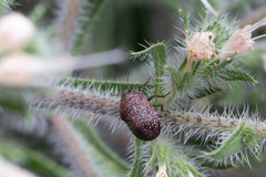 Psacasta exanthematica