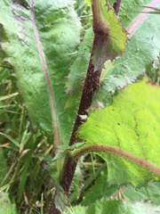 Sonchus oleraceus