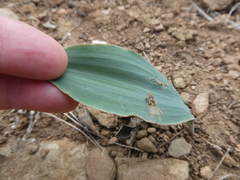 Eriospermum lanceifolium