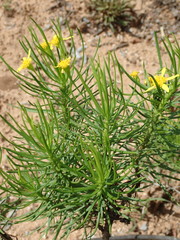 Euryops brevipapposus