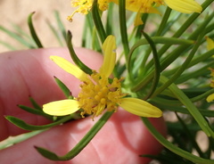 Euryops brevipapposus