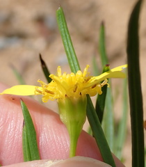 Euryops brevipapposus