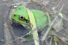 Hyla japonica