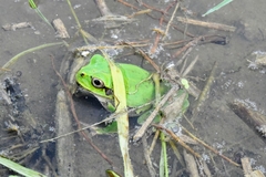 Hyla japonica