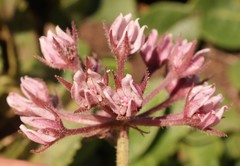 Xysmalobium