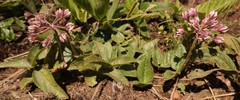 Xysmalobium