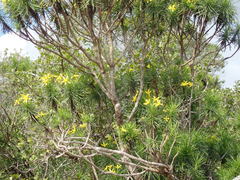 Euryops brevipapposus