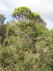 Euryops brevipapposus