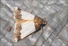Eublemma eurynipha
