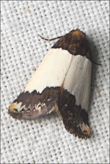 Eublemma eurynipha