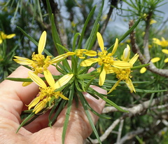 Euryops brevipapposus