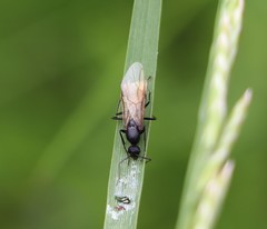 Camponotus vagus