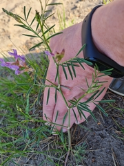 Astragalus arenarius