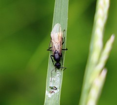 Camponotus vagus