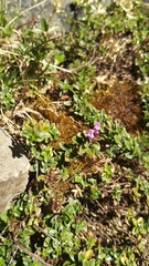 Thymus praecox britannicus