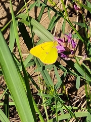 Colias myrmidone