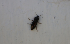 Selatosomus coreanus