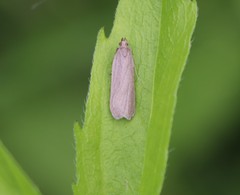 Acompsia cinerella