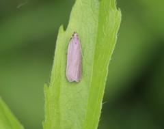 Acompsia cinerella