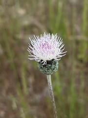 Tyrimnus leucographus