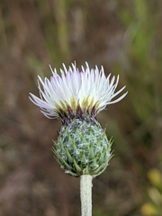 Tyrimnus leucographus