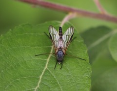 Rhagio vitripennis