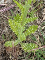 Tyrimnus leucographus