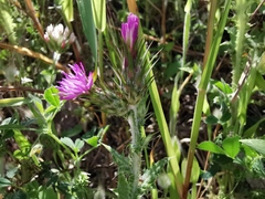 Carduus pycnocephalus