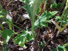 Carduus pycnocephalus