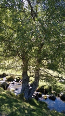 Betula celtiberica