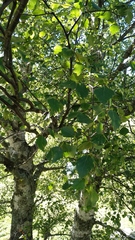 Betula celtiberica