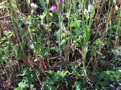 Carduus pycnocephalus