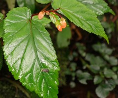Begonia sutherlandii