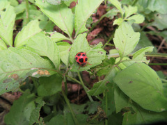 Diekeana admirabilis