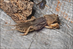 Gryllotalpa monanka