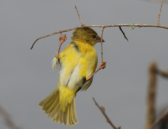 Village Weaver photo 6