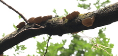 Trametes hirsuta