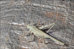 Polichne