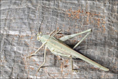 Polichne