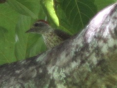 Campethera cailliautii