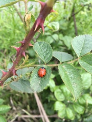 Coccinella septempunctata