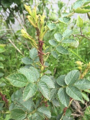 Rosa