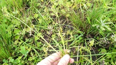 Cyperus sphaerospermus
