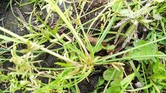 Cyperus sphaerospermus